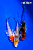 PACK OF (3) 4-4.5" BUTTERFLY KOI