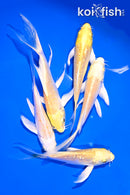 PACK OF (5) 4-5.5" YELLOW BUTTERFLY KOI