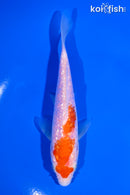 5.75" GINRIN KOHAKU