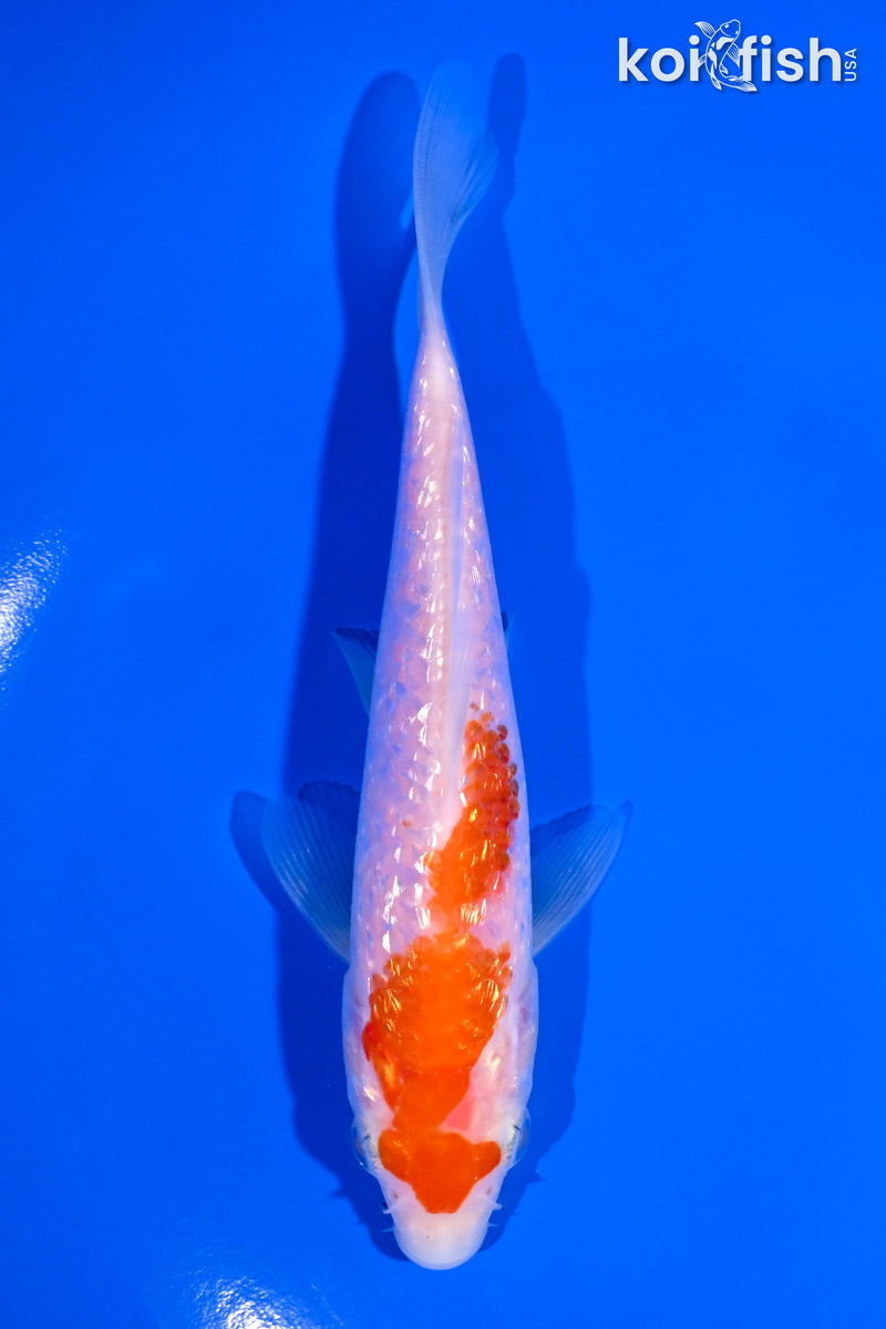 5.75" GINRIN KOHAKU