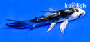 4" KIKOKURYU BUTTERFLY