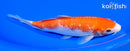 6.75" GINRIN KOHAKU
