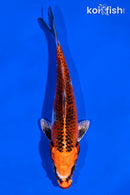 6" KUJAKU