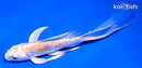 6" DOITSU LEMON HARIWAKE BUTTERFLY