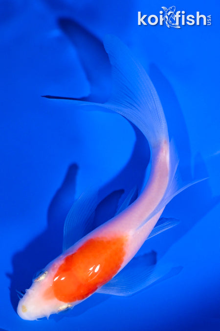 5.25" KOHAKU BUTTERFLY