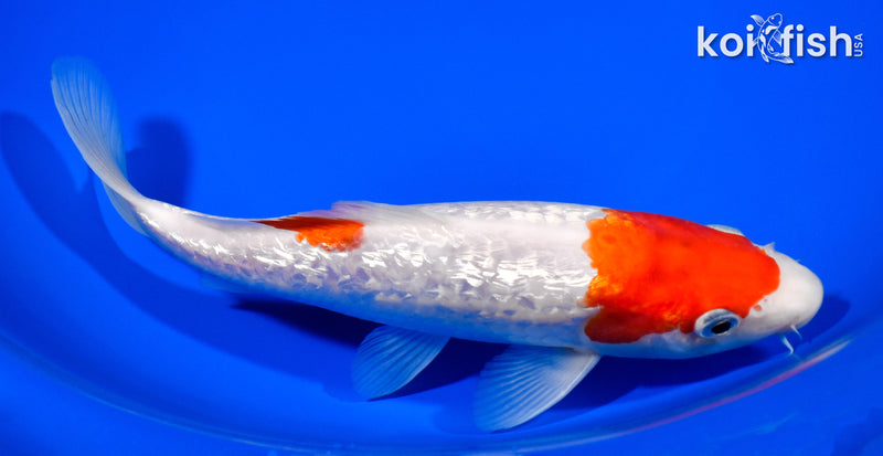 8.25" GINRIN MARUTEN KOHAKU