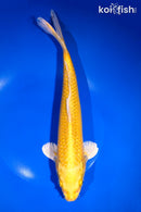 11.25" YAMABUKI OGON