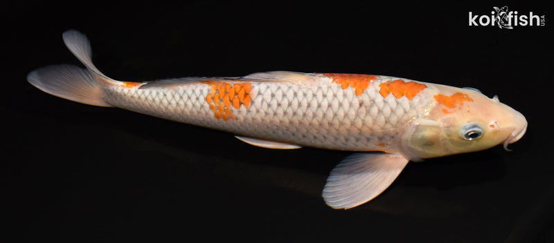 14.25" OCHIBA SHIGURE
