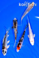 PACK OF (5) 3.5-4" MIXED STANDARD KOI