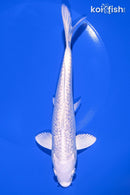 7" GINRIN PLATINUM OGON