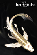 7.5" KIN KIKOKURYU BUTTERFLY