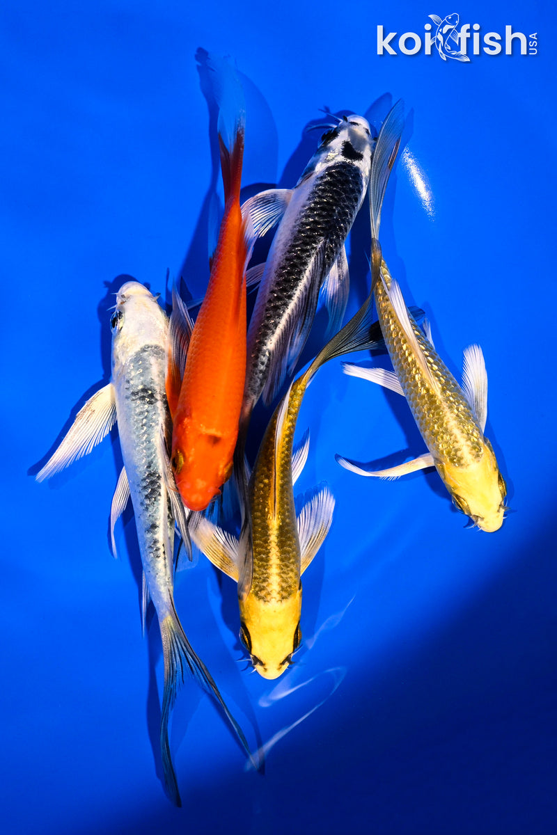 PACK OF (5) 4.5-6" BUTTERFLY KOI