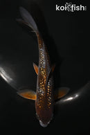 5.5" GINRIN OCHIBA SHIGURE