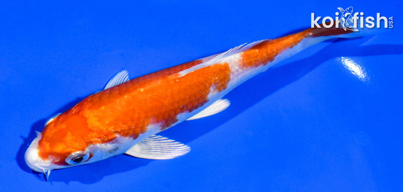 6.5" HARIWAKE