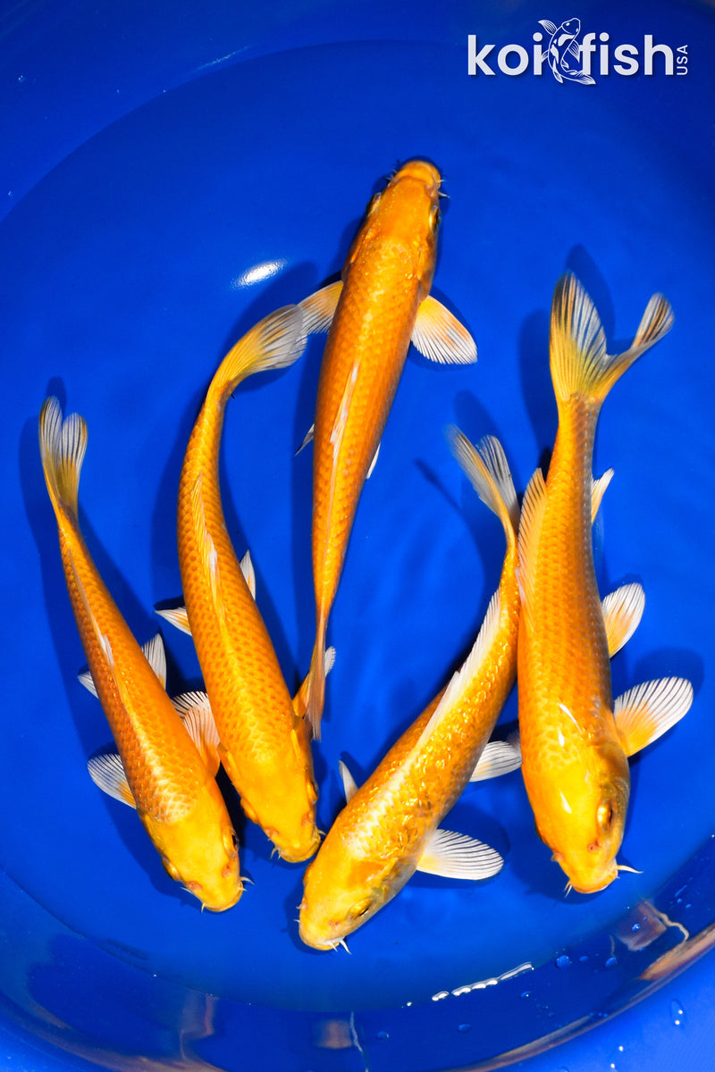 PACK OF (5) 6.75"-7.75" OGON KOI