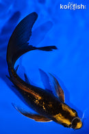 5.5" GINRIN KABUTO BUTTERFLY