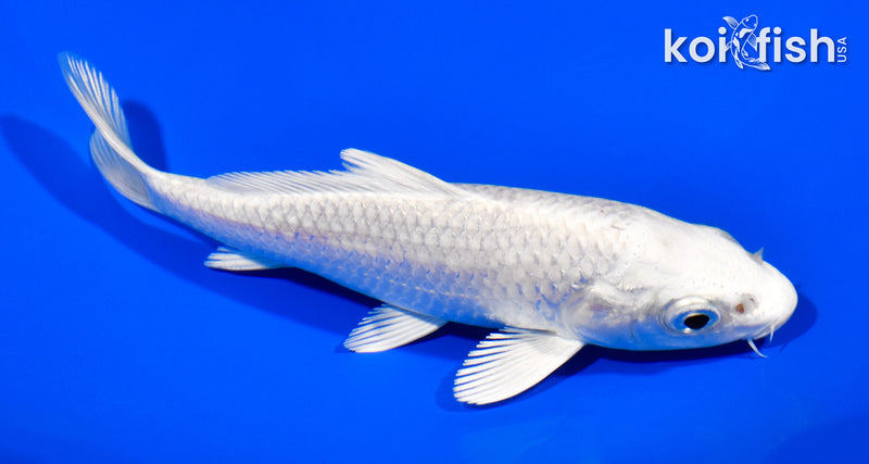 4.75" PLATINUM OGON