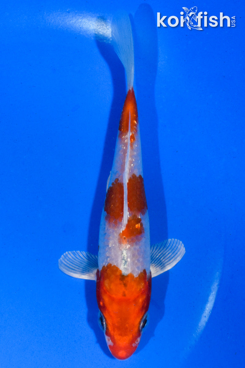 5" GINRIN HARIWAKE