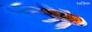 5.5" ARAGOKE HEISEI NISHIKI BUTTERFLY