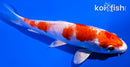 6" KIKUSUI