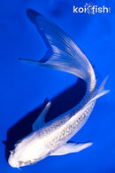 5" GINRIN GIN MATSUBA BUTTERFLY