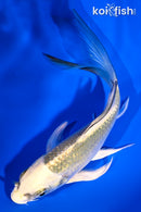 5.25" KUJAKU BUTTERFLY