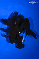 PACK OF (3) 4.75-5.5" TELESCOPE FANTAIL GOLDFISH