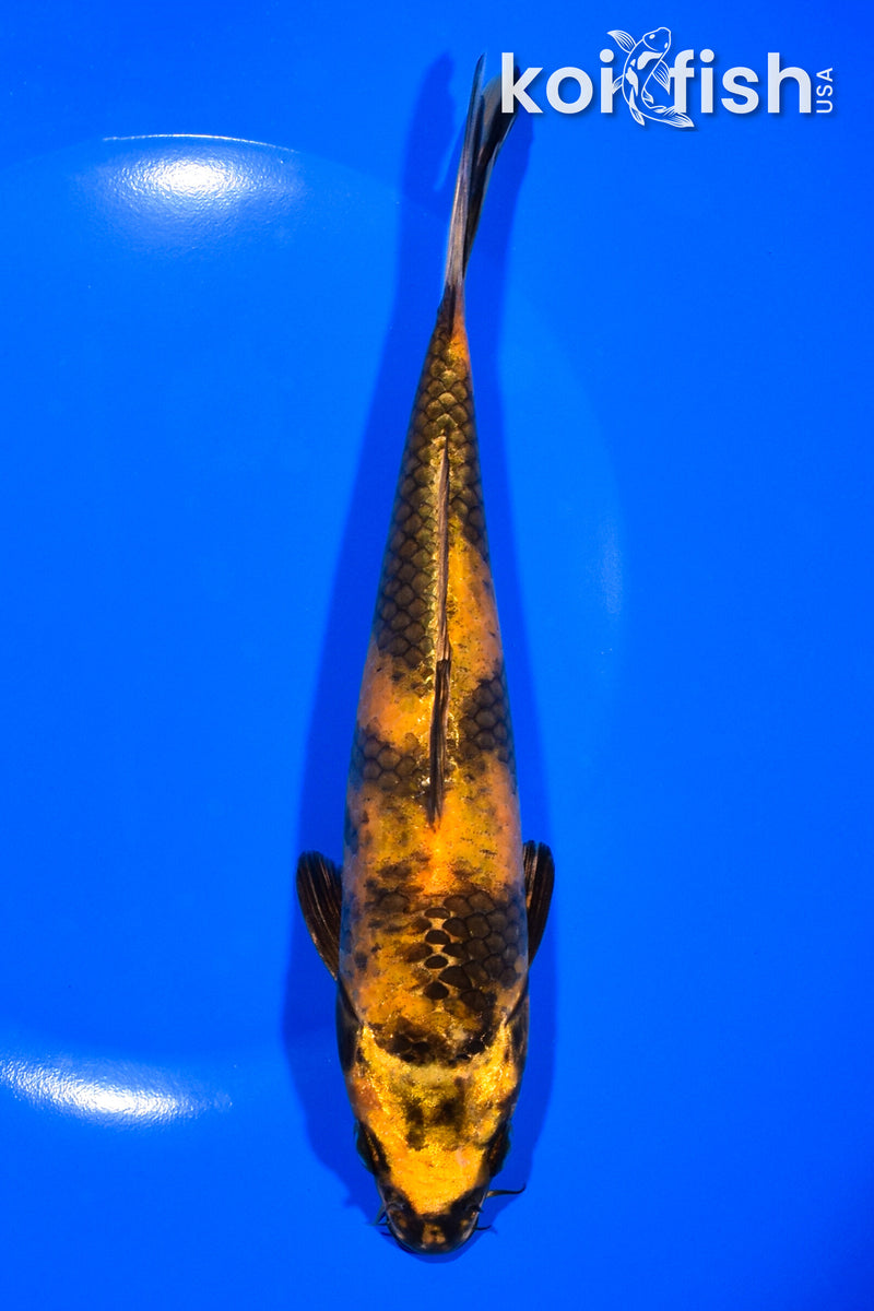 7.5" KIN KI UTSURI