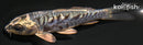 4" KIKOKURYU
