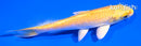 5" YAMABUKI OGON