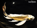 9.75" KIN KIKOKURYU BUTTERFLY