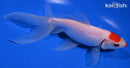 6.75" TANCHO KUCHIBENI WATONAI GOLDFISH