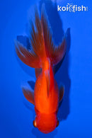 5.5" ORANDA GOLDFISH