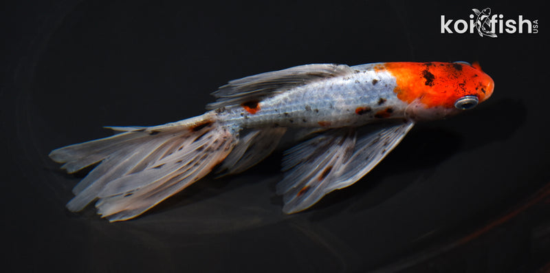 6.25" CALICO WAKIN GOLDFISH