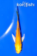 4.25" YAMABUKI OGON BUTTERFLY