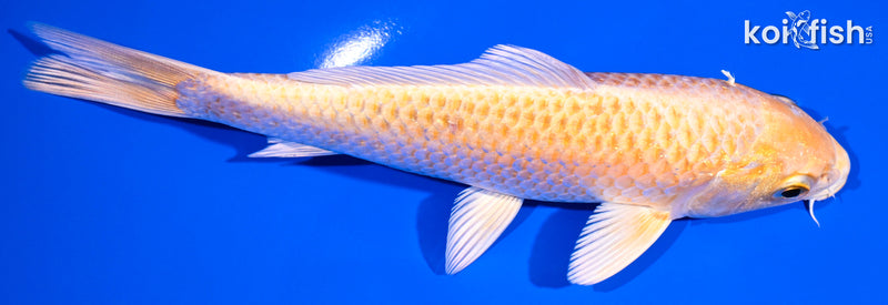 6.5" YAMABUKI OGON