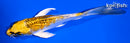 5.75" GINRIN KUJAKU BUTTERFLY