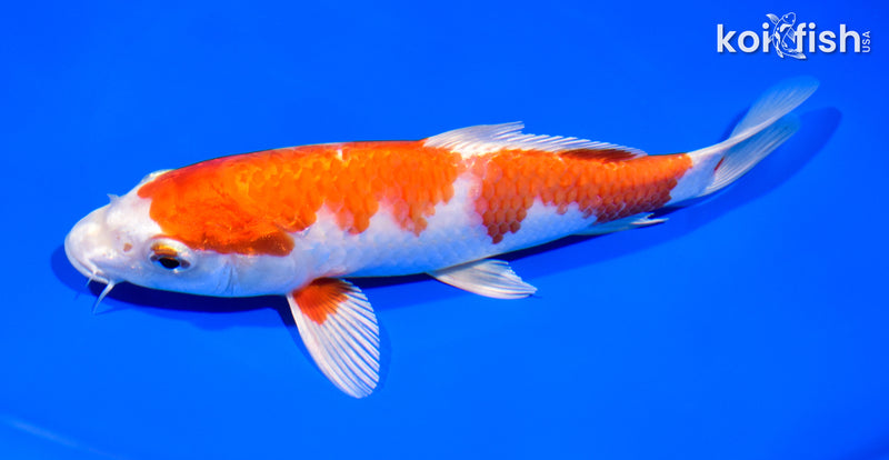 7.75" HARIWAKE