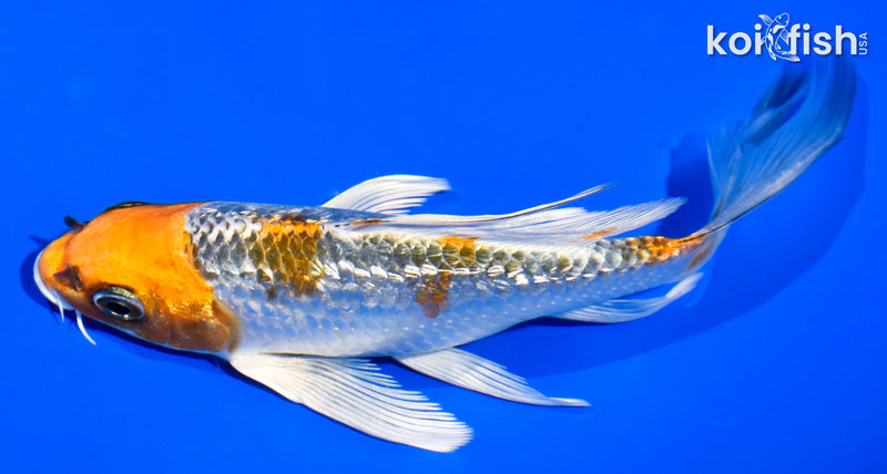 6" GINRIN KUJAKU BUTTERFLY