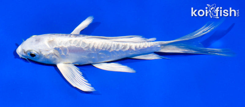 5" GINRIN ARAGOKE PLATINUM OGON BUTTERFLY