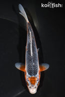 6.25" ASAGI