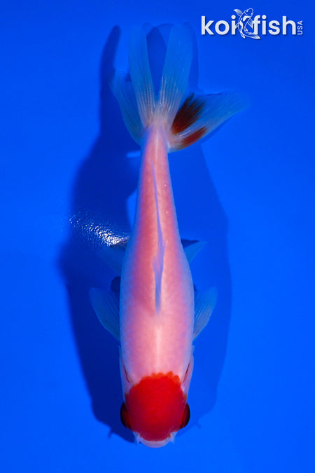 4" TANCHO SARASA WAKIN GOLDFISH