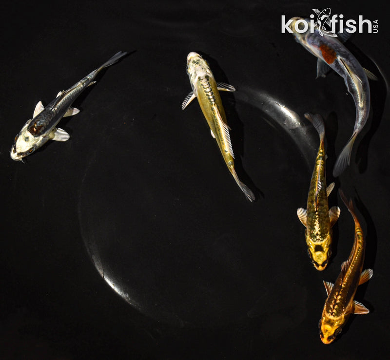 PACK OF (5) 3-4" STANDARD GHOST KOI