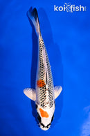 5.5" KUJAKU