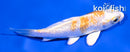 4" GINRIN LEMON HARIWAKE