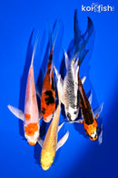 PACK OF (5) 4-5.5" BUTTERFLY KOI