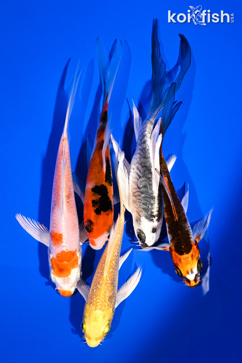 PACK OF (5) 4-5.5" BUTTERFLY KOI