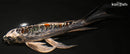 8" BENI KIKOKURYU BUTTERFLY