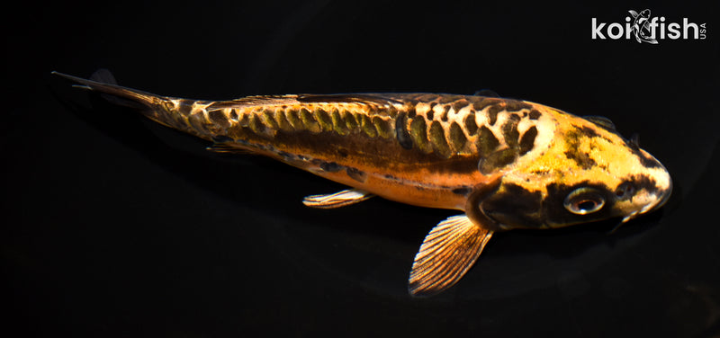 7.5" ARAGOKE BENI KIKOKURYU