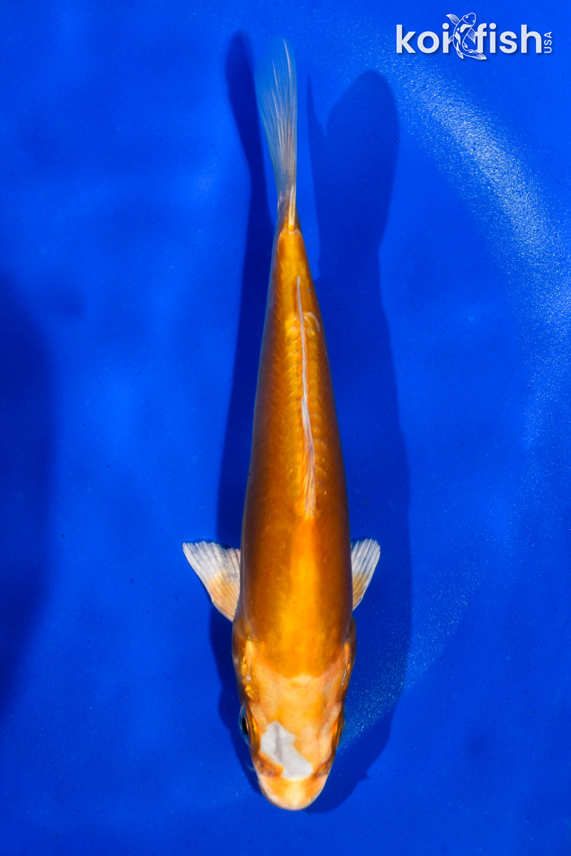 5" KIKUSUI